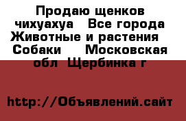Продаю щенков чихуахуа - Все города Животные и растения » Собаки   . Московская обл.,Щербинка г.
